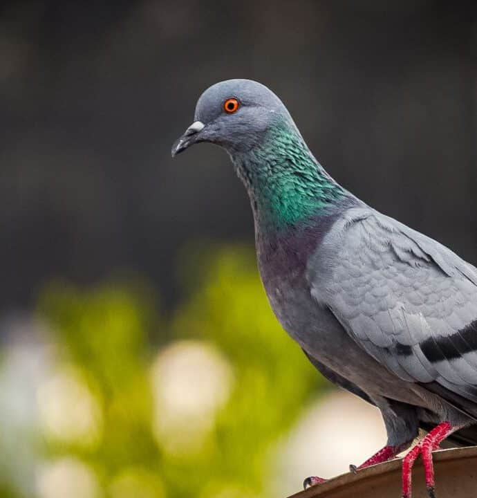 Warum wir über Tauben nachdenken sollten